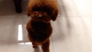 Lagi Sedih? Mungkin GIF Anjing Lucu Ini Bisa Menghibur Hati