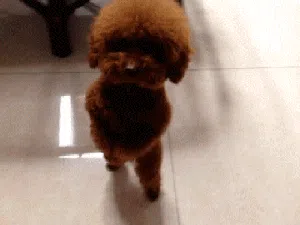 Lagi Sedih? Mungkin GIF Anjing Lucu Ini Bisa Menghibur Hati