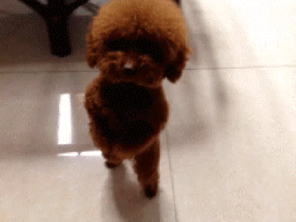 Lagi Sedih? Mungkin GIF Anjing Lucu Ini Bisa Menghibur Hati