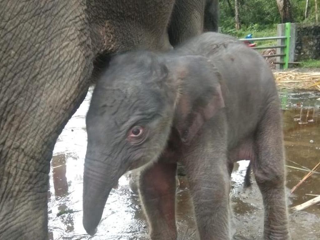 Lihat Gemasnya Bayi Gajah Sumatera yang Baru Lahir di Tangkahan