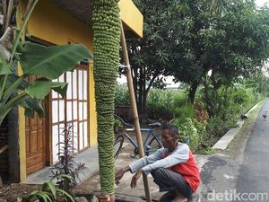 Saking Panjangnya, Tandan Pisang di Boyolali Ini Hingga Menyentuh Tanah Saking Panjangnya, Tandan Pisang di Boyolali Ini Hingga Menyentuh Tanah