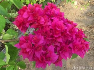 Meraup Untung Rp 15 Juta/Bulan dengan Budidaya Bugenvil