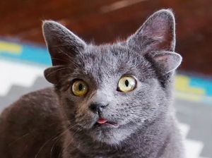 Viral, Kucing Aneh Telinganya Empat