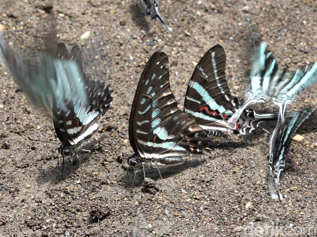 Mengintip Kupu-kupu Kawin di Bantimurung, Mumpung Lagi Musim!