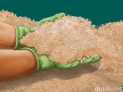 Jatuh Cinta kepada Belatung