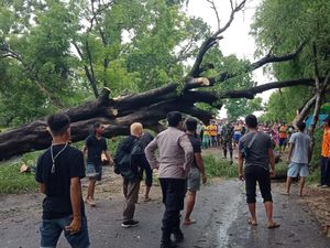 Pohon Besar Tumbang hingga Tutup Jalan Antarkecamatan di Lamongan