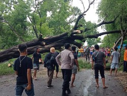 Pohon Besar Tumbang hingga Tutup Jalan Antarkecamatan di Lamongan
