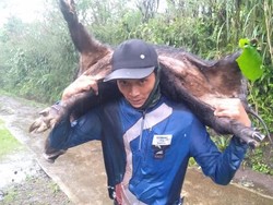 Warga Diserang Babi Hutan hingga Luka-luka Saat di Ladang Lereng Semeru
