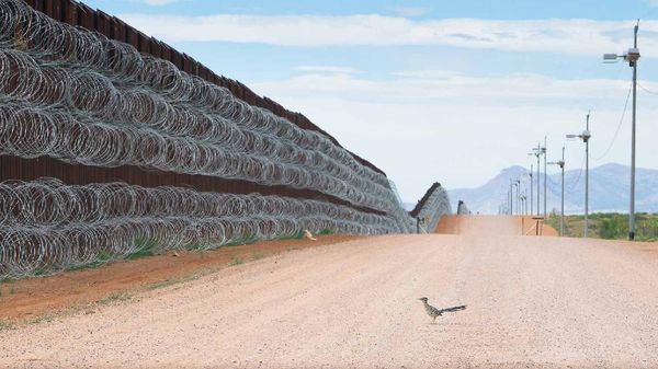 Terpukau Karya Juara Kontes Foto Burung