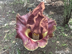 Fakta Bunga Rafflesia Arnoldii, Apakah Sama dengan Bunga Bangkai?