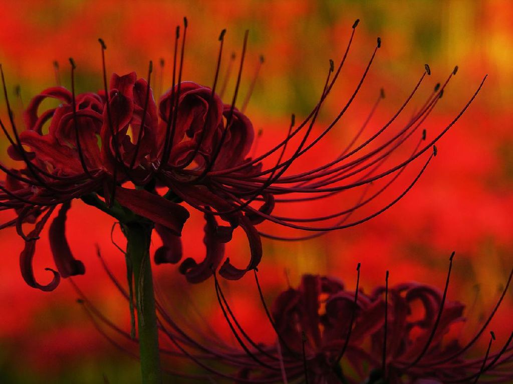 Bunga Higanbana Disebut Bunga Kematian Jepang, Kenapa Ya?
