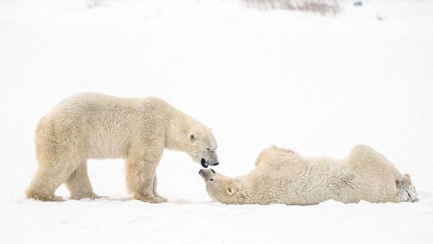 Polar bears spar near the Hudson Bay community of Churchill, Manitoba, Canada November 20, 2021. REUTERS/Carlos Osorio