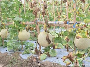 Melon Mbegidak, Hasil Urban Farming Lamongan yang Kualitasnya Swalayan