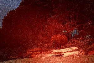 Menyusuri Benteng Terakhir Gajah Afrika yang Terancam Punah Menyusuri Benteng Terakhir Gajah Afrika yang Terancam Punah