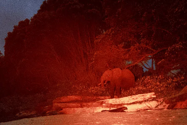 Menyusuri Benteng Terakhir Gajah Afrika yang Terancam Punah