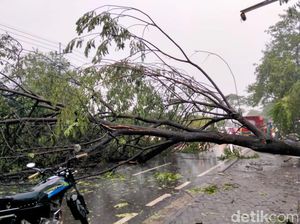 1 Warga Tertimpa Pohon Tumbang Akibat Angin Kencang Jakarta