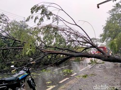 1 Warga Tertimpa Pohon Tumbang Akibat Angin Kencang Jakarta