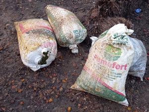 Curi 3 Karung Sawit Rp 420 Ribu Milik BUMN, 2 Warga di Riau Ditangkap