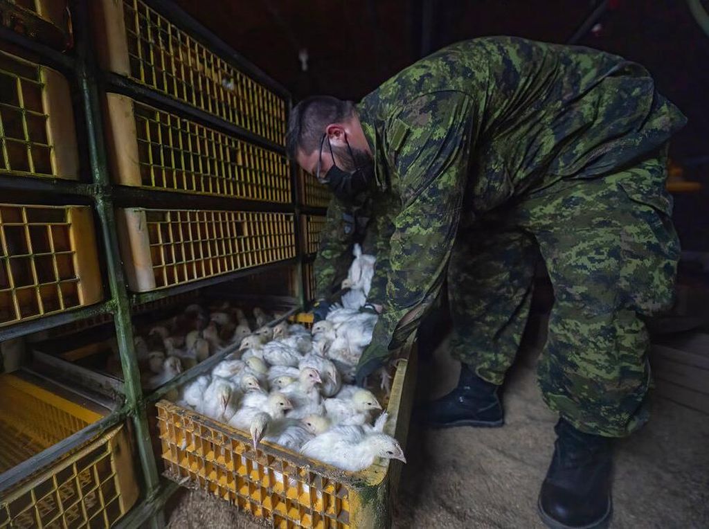 Momen Tentara Kanada Selamatkan Puluhan Ribu Ekor Ayam dari Banjir