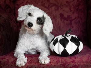 Hanya Dilakukan Anjing Jenius, Ini Alasan Kepala Dimiringkan