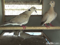 Pria Ini Dapat Rp 10 Juta/Bulan Berawal dari Hobi Piara Burung Puter Pelung