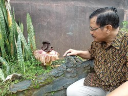 Bunga Bangkai Mekar dan Tumbuh di Ponorogo