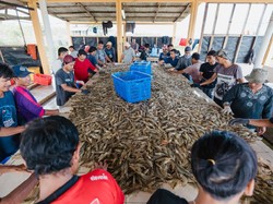 Startup Delos Kerahkan Aplikasi & AI Kerek Hasil Panen Tambak Udang