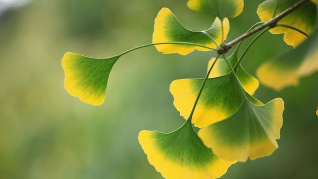 ilustrasi ginkgo biloba