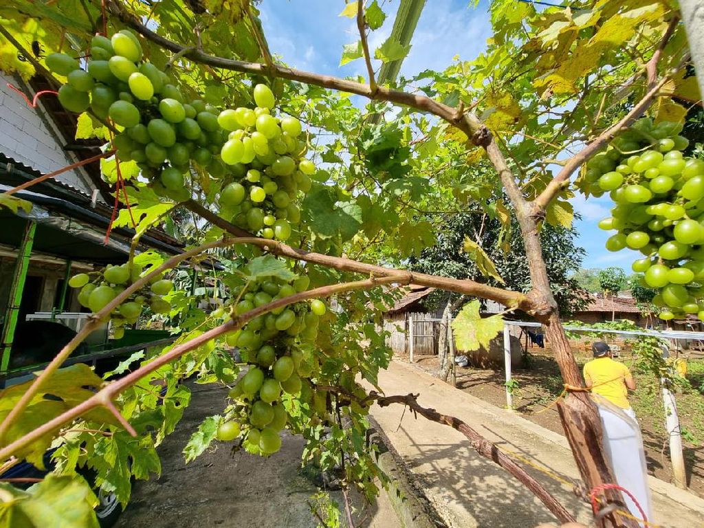 Ini Kampung Anggur Rongkop, Agrowisata Rintisan di Gunungkidul Jogja