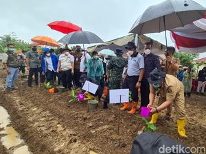 Tanah Telantar di Kampung Lio Disulap Jadi Kebun Pisang Cavendish