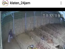 Terekam CCTV! Maling Santuy di Delanggu Masukkan 30 Itik ke Karung
