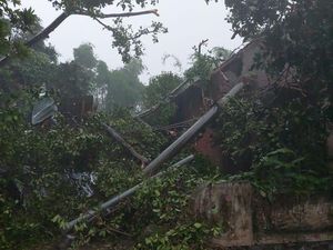 Angin Kencang Tumbangkan Pohon dan Tiang Listrik di Mojokerto, 1 Orang Tewas