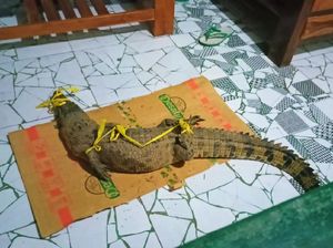 Buaya yang Terjala Warga Banyuwangi Tak Akan Dilepas di Habitat Asal Buaya yang Terjala Warga Banyuwangi Tak Akan Dilepas di Habitat Asal