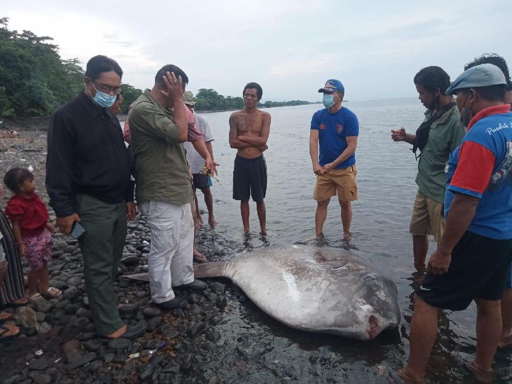 Ikan Langka Mola-mola Berukuran Besar Mati Terdampar di Pantai Bali
