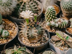Berburu Kaktus-Sukulen dari Lembang, Tanaman Cantik Hiasan Rumah