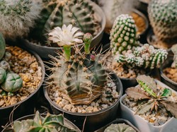 Berburu Kaktus-Sukulen dari Lembang, Tanaman Cantik Hiasan Rumah