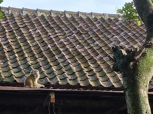 Asal Usul Koloni Monyet Liar yang Pusingkan Petani 2 Desa di Klaten