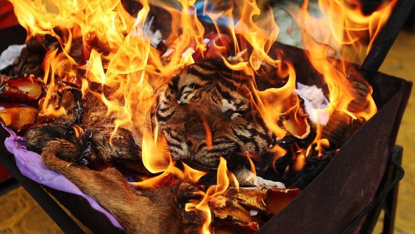 Kejari Aceh Musnahkan Barang Bukti Kulit Harimau