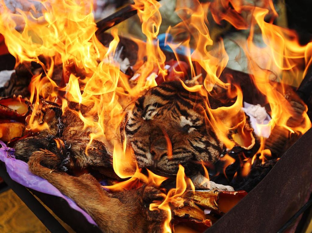 Kejari Aceh Musnahkan Barang Bukti Kulit Harimau Kejari Aceh Musnahkan Barang Bukti Kulit Harimau