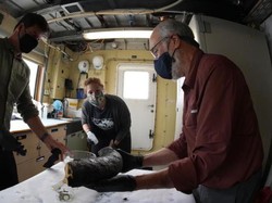 Waduh, Gading Mammoth Ditemukan di Kedalaman Laut, Kok Bisa?