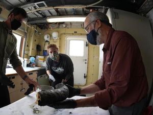 Waduh, Gading Mammoth Ditemukan di Kedalaman Laut, Kok Bisa? Waduh, Gading Mammoth Ditemukan di Kedalaman Laut, Kok Bisa?