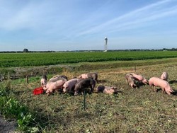 Babi Jadi Jawaban dari Serangan Burung di Bandara?