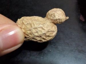 Bukan Buatan! 7 Makanan Ini Punya Bentuk Nyeleneh