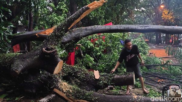 Brak! Dua Pohon Tumbang Timpa Gerobak