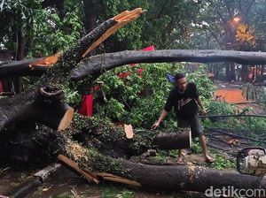 Brak! Dua Pohon Tumbang Timpa Gerobak