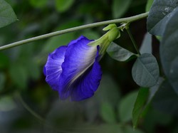 Tanaman Telang Bisa Cegah Kerontokan Rambut? Ini Hasil Studi Mahasiswa UI