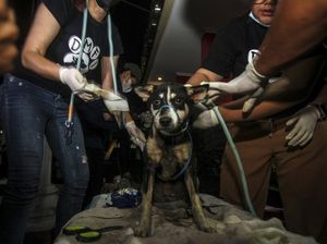 Gibran Teken SE Imbauan Tidak Makan Daging Anjing, Bagaimana Nasib Pedagang?