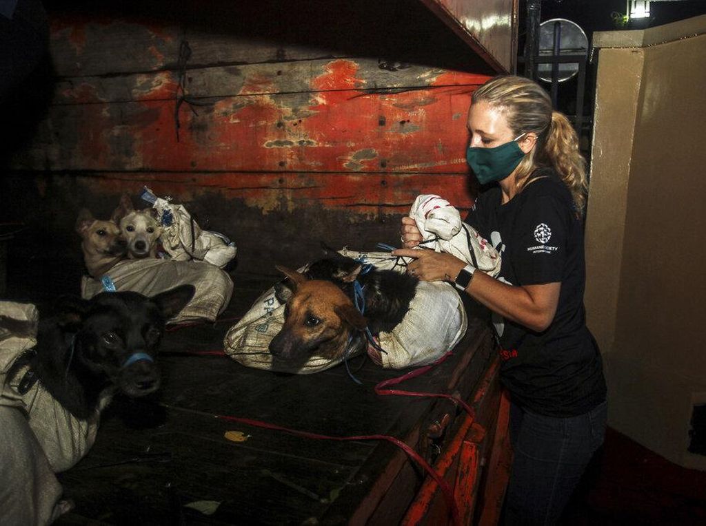 Temukan Rumah Jagal Buang Darah Anjing ke Sungai, DMFI Desak Gibran Bertindak