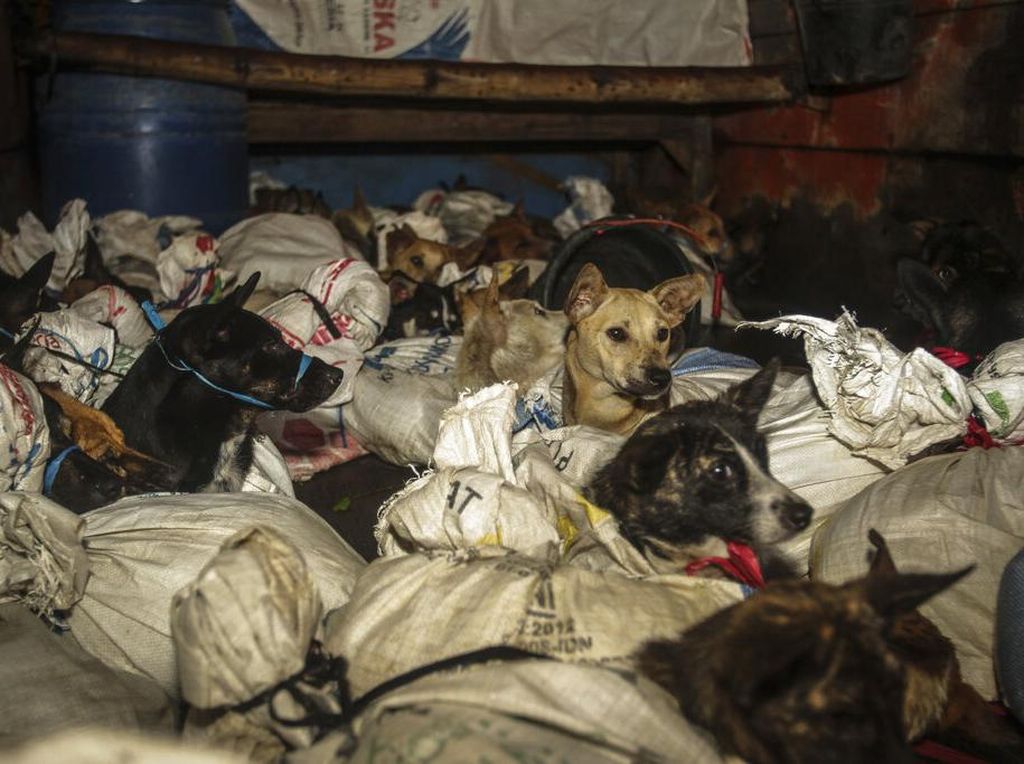 Puluhan Anjing Diselamatkan dari Rumah Jagal di Jateng Puluhan Anjing Diselamatkan dari Rumah Jagal di Jateng