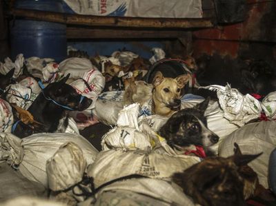 Puluhan Anjing Diselamatkan dari Rumah Jagal di Jateng